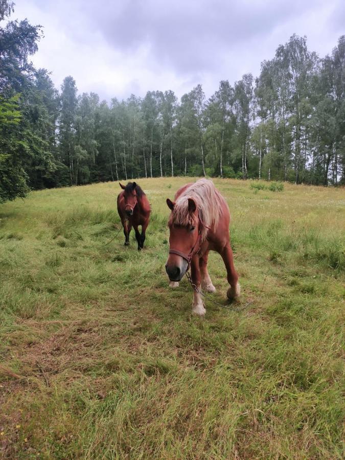 Willa Jeziorna 26 Potuly Zewnętrze zdjęcie